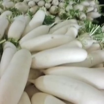 精品白萝卜