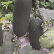 冬瓜
