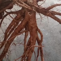 云南滇西当归，品质好归头大，条形好