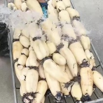 千亩三五面藕6号脆藕产地直销一手货源质量好商超货