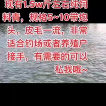 现货青鱼规格5—10斤带炮头，
