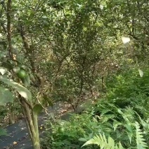 土柠檬