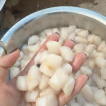 每天现廓新鲜原浆贝丁70左右粒