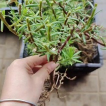太阳花老桩