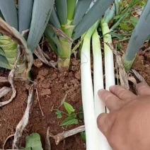 贵州安顺铁杆大葱吃味好耐运输价格实惠