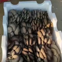 鲜平菇产地直采基地/大量有货/平菇/厂家直销