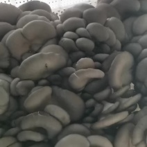 鲜平菇产地直采，基地直供/平菇/价格优惠