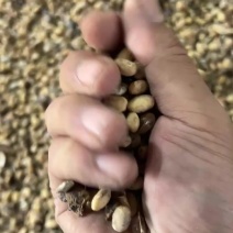 烘干大豆，水份13左右