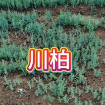 川柏苗