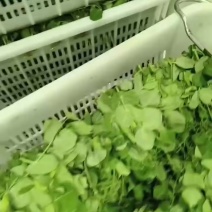 推荐豌豆尖遵义豌豆苗贵州豌豆尖批发价格实惠基地现摘现发