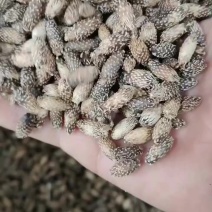 苍耳子