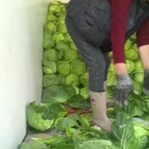 山西省吕梁市文水县甘蓝宣菜大量上市