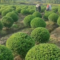 精品龟甲冬青球，四季常青，株型饱满，观赏价值高。