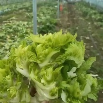 儿菜