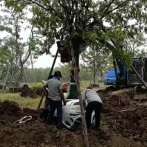 基地大量出售10-25公分榔榆