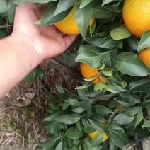 水果