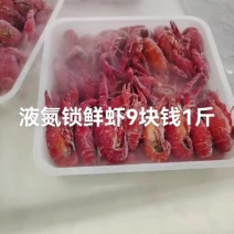 液氮锁鲜小龙虾9块钱1斤湖北冷冻小龙虾液氮速冻锁鲜清水小龙虾