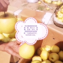 同川酥蜜梨皮薄核小无渣蜜梨