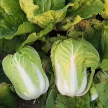 各种蔬菜大量现货