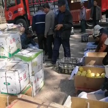 薄皮无核儿蜜梨装货中