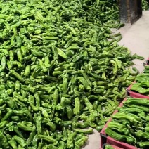 山东费县精品薄皮无胡椒/芜湖椒产地直发量大从优
