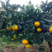 四川优质蜜橘，可看货，现摘现发，诚信经营，质量保证