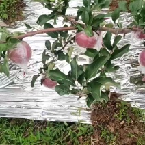 红富士苹果