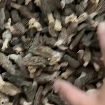 羊肚菌大量批发一手货源自产自销源头供应