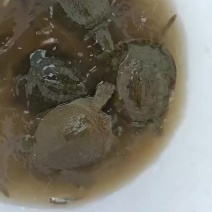 外塘生态中华甲鱼