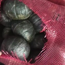 精品贝贝南瓜