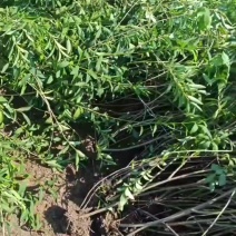 基地大量出售五分支以上连翘