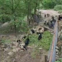 巴马香猪