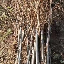 电商**带叉李子树新条