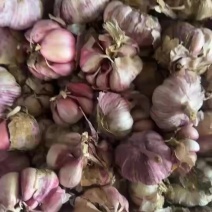 云南紫皮蒜特价紫皮蒜产地直供对接超市批发市场全国发货