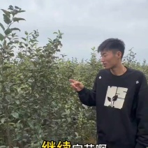 绥中县英恺苗木苹果苗，有泰山，鲁红，华硕，维纳斯，富士