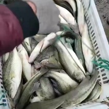 鲈鱼自己家塘口直接发货，保证质量，保证存活