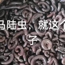 野生的纯天干货