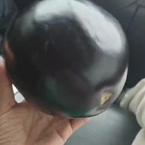 河北饶阳紫光圆茄锃光瓦亮的以质论价随时看货