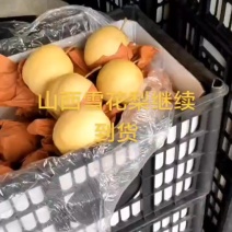 25.10.18山西雪花梨继续发货