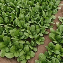 山西大同本地一手货源油菜