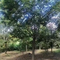 J基地大量出售20公分榉树
