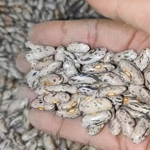 花皮四季豆种子，下锅软烂，口感好，50元1斤