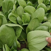 山西大同本地一手货源精品油菜