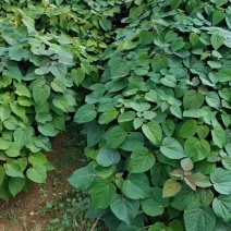 地径一公分山桐子