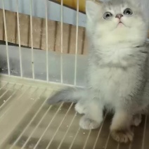宠物猫批发。