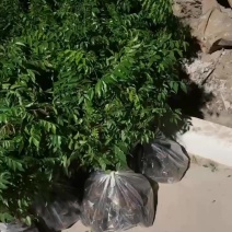 各种相思树苗大批量上市