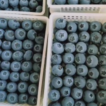 蓝莓多品种蓝莓代办产地山东日照莒县果庄