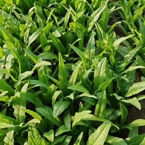 山西大同本地一手货源油麦菜