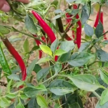云南高山二荆条青红都有