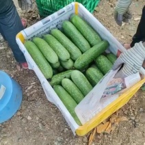 青皮毛节瓜，吊瓜，地瓜都有，大量上市